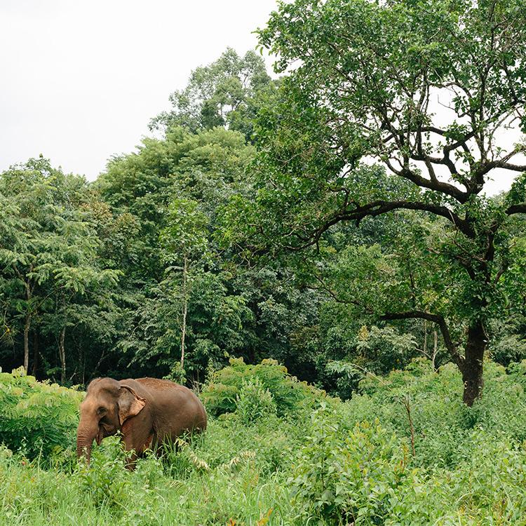 Why Visit Mondulkiri?