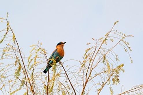 The Birdlife of North India