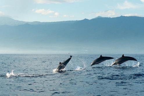 Dolphin Watching & Snorkelling in the Sea of Oman 