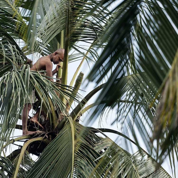 Best Time to Visit Sri Lanka: Weather and Festivals Guide