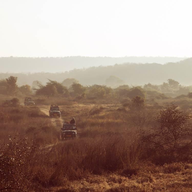 Wildlife Holidays In India