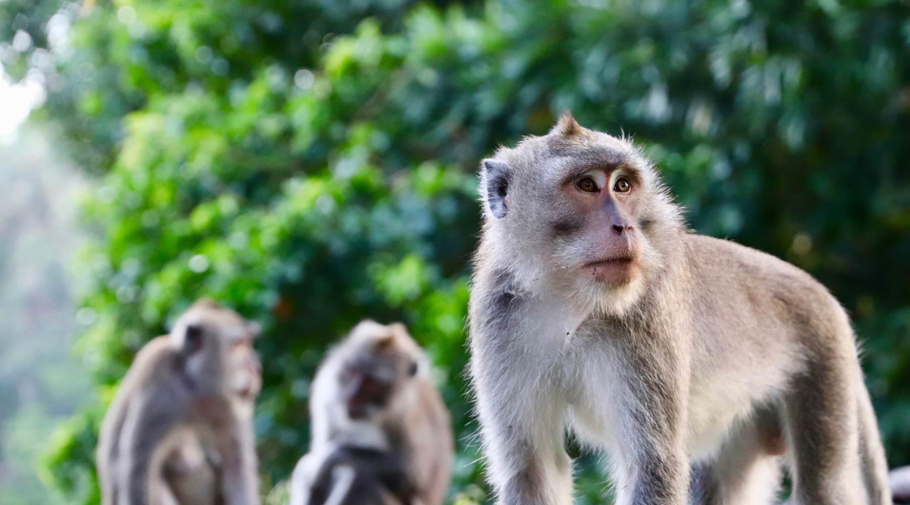 Holidays in Indonesian Borneo 