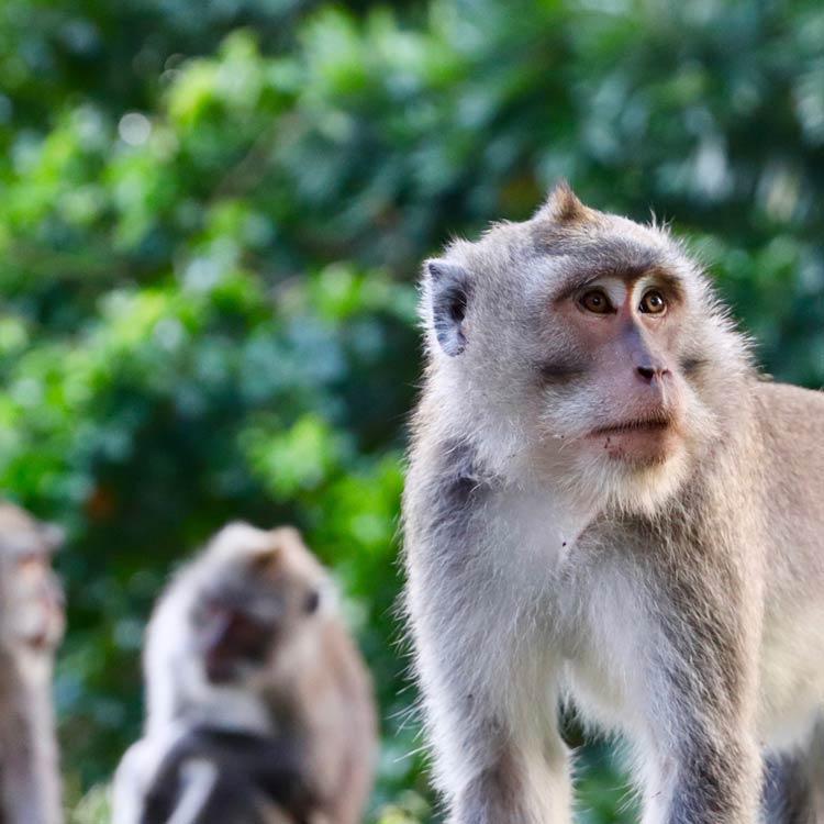 Holidays in Indonesian Borneo 