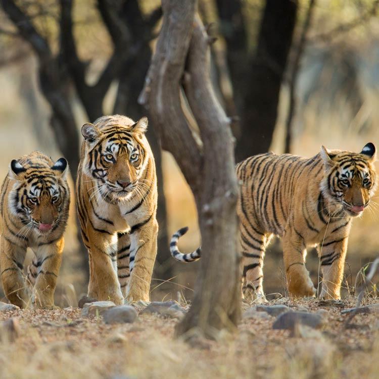 Tigers & Taj: India Highlights