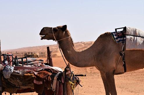 Safari Desert Camp