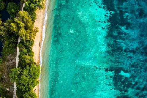 Slow Paced Borneo