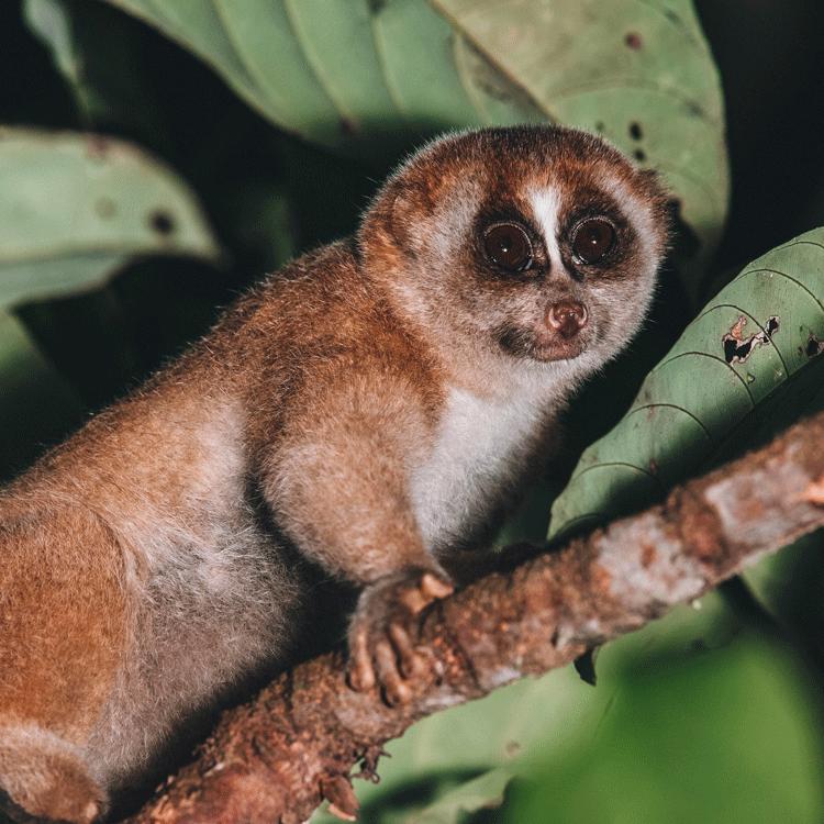 GUIDE TO BORNEO