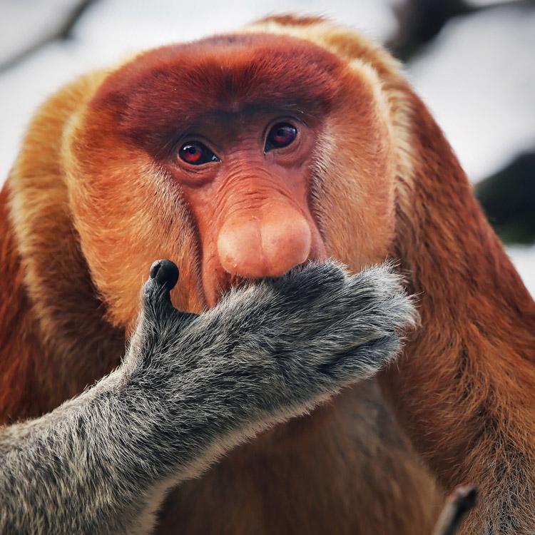 THE ESSENTIAL BORNEO