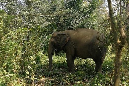 Kulen Elephant Forest