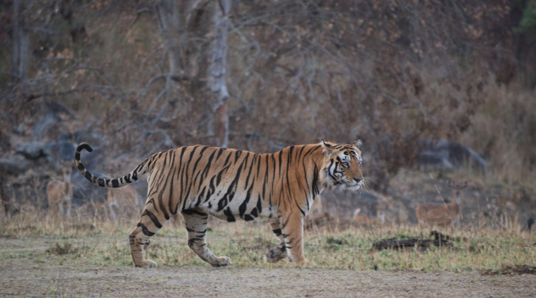 Kanha National Park