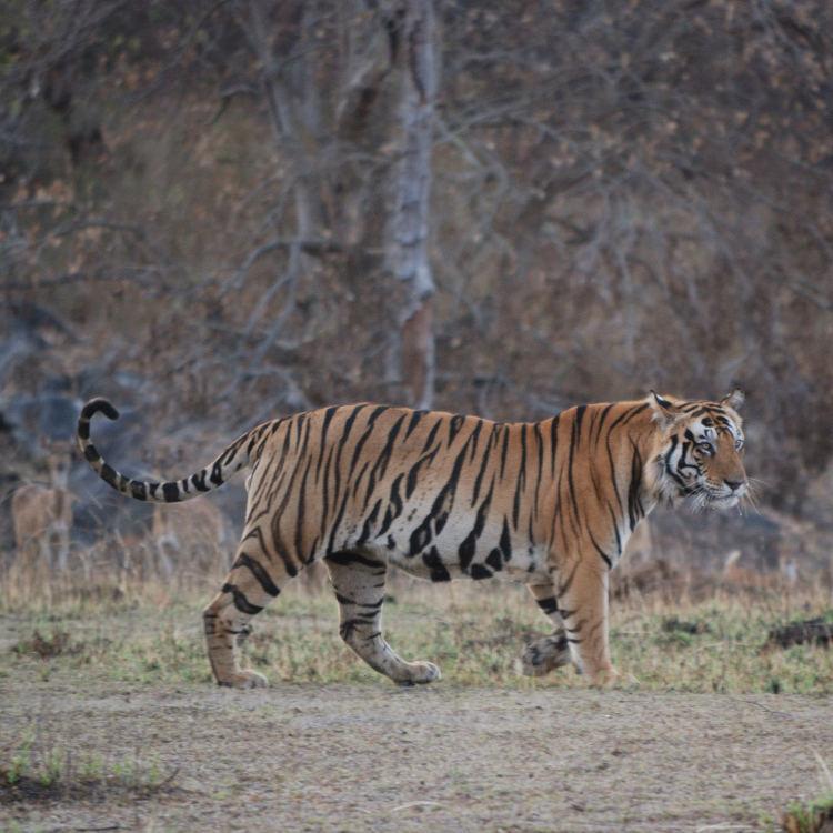 Kanha National Park