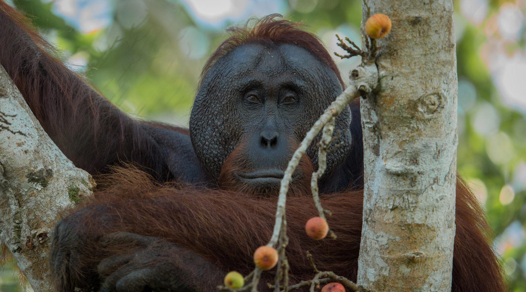 Holidays in Borneo & Mainland Malaysia 