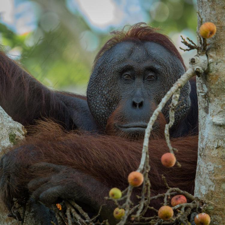 Holidays in Borneo & Mainland Malaysia 