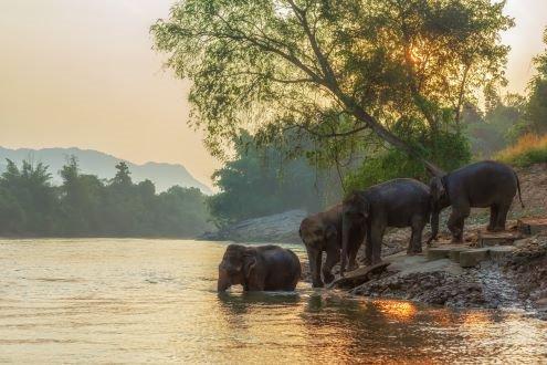 Hands-Off Elephant Experience