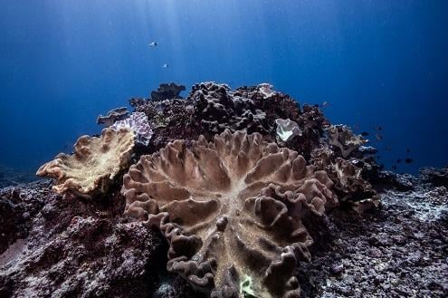 Coral Propagation Course