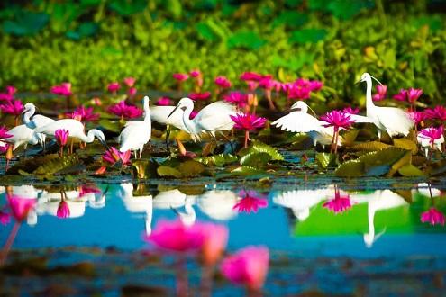 Thale Noi Waterfowl Reserve