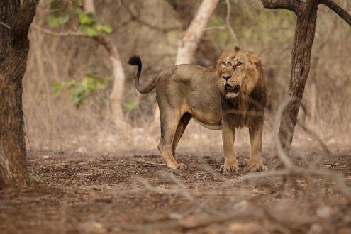 Wildlife Safari