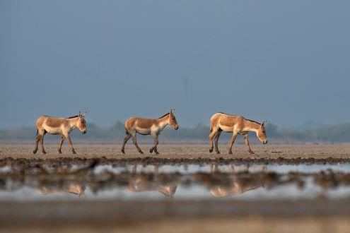 Wild Ass Sanctuary