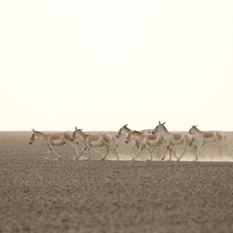 Rural Gujarat & Rajasthan