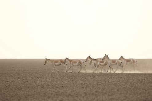 Rural Gujarat & Rajasthan