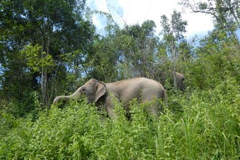 ChangChill Elephant Sanctuary