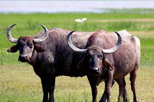 Kumana National Park