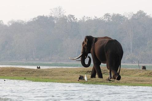 Kaziranga National Park