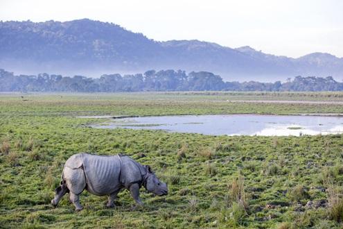 Rivers, Rhinos and Culture
