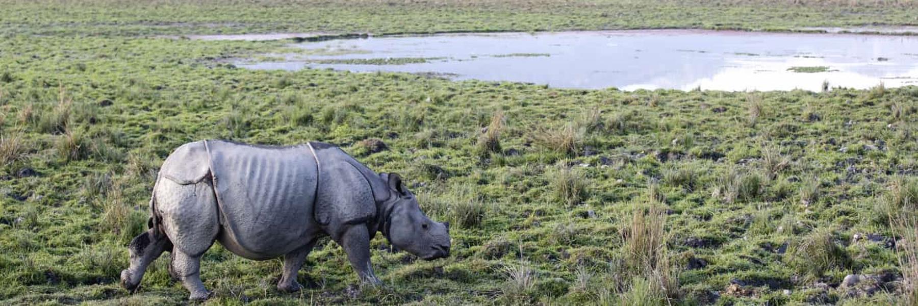 Rivers, Rhinos and Culture