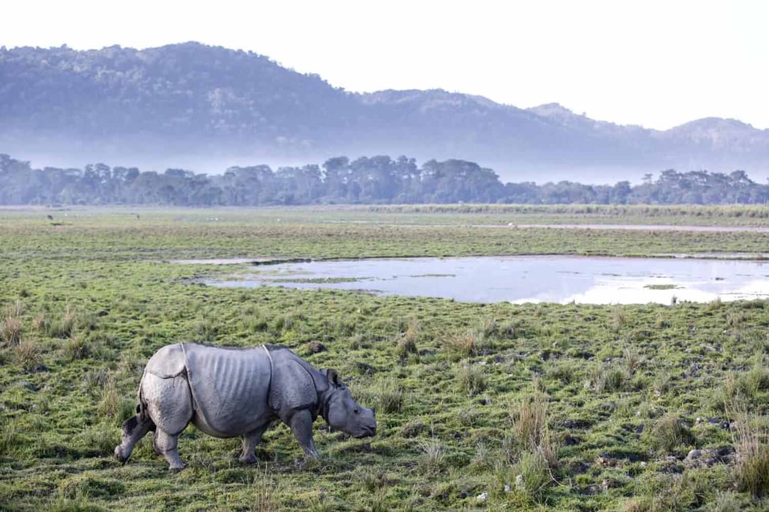 Rivers, Rhinos and Culture