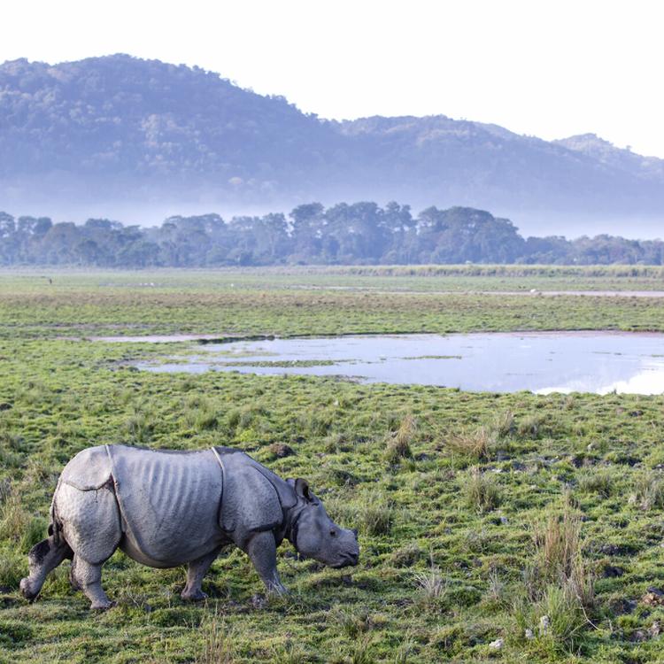 Rivers, Rhinos and Culture