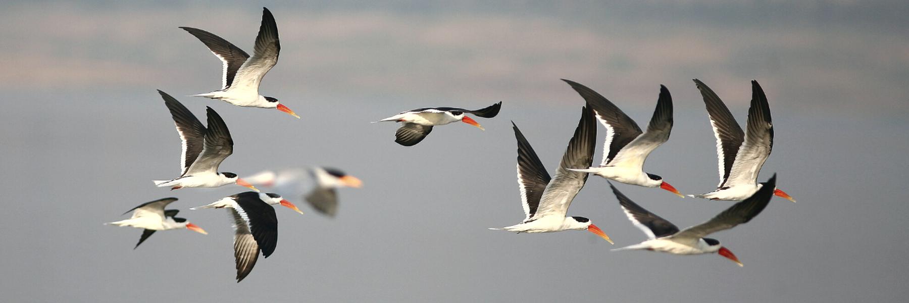 The Birdlife of North India