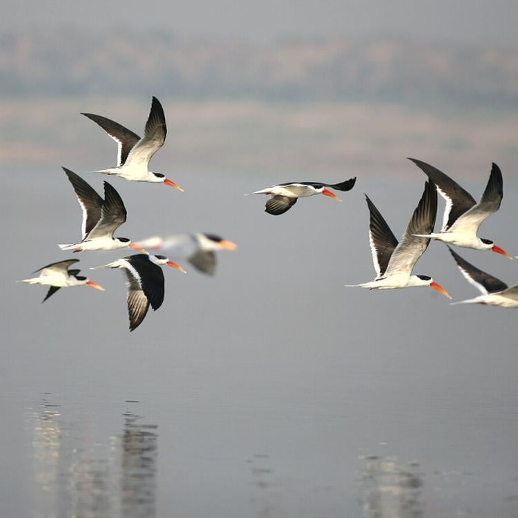 The Birdlife of North India