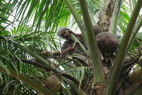 Plantation and Toddy Experience