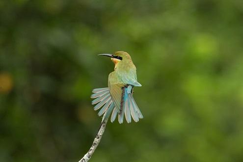 The Birdlife of Sri Lanka