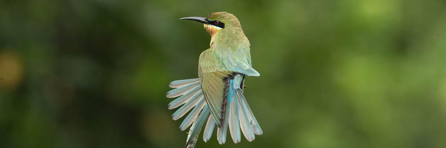 The Birdlife of Sri Lanka