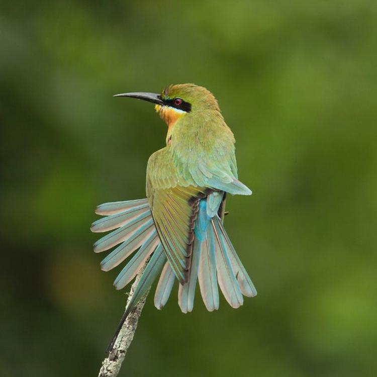 The Birdlife of Sri Lanka