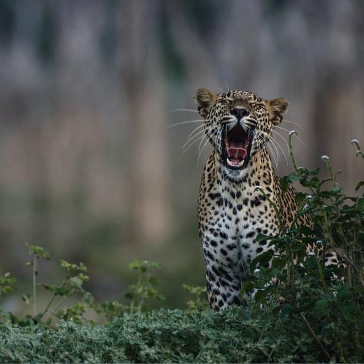 Sri Lanka's Big Mammals