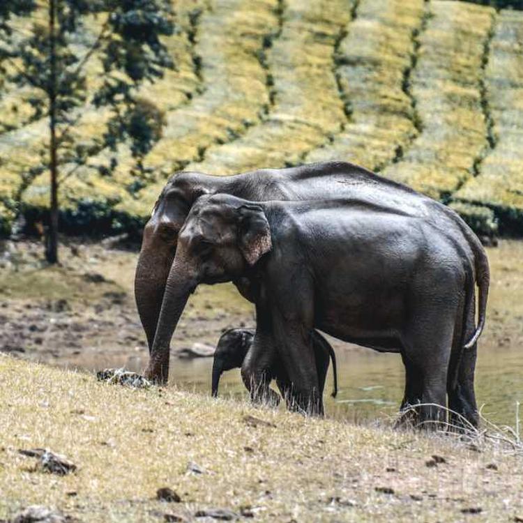 South India Family Explorer 