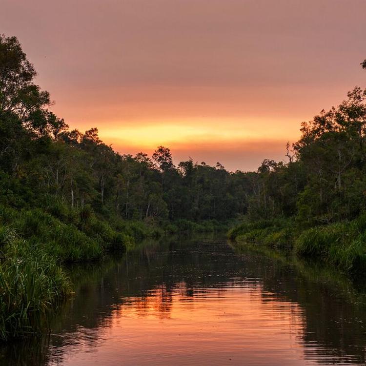 Slow Paced Borneo 