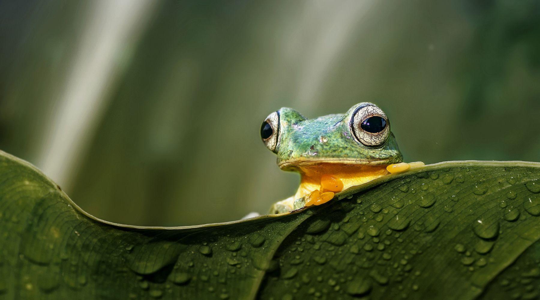 Wildlife Holidays in Borneo