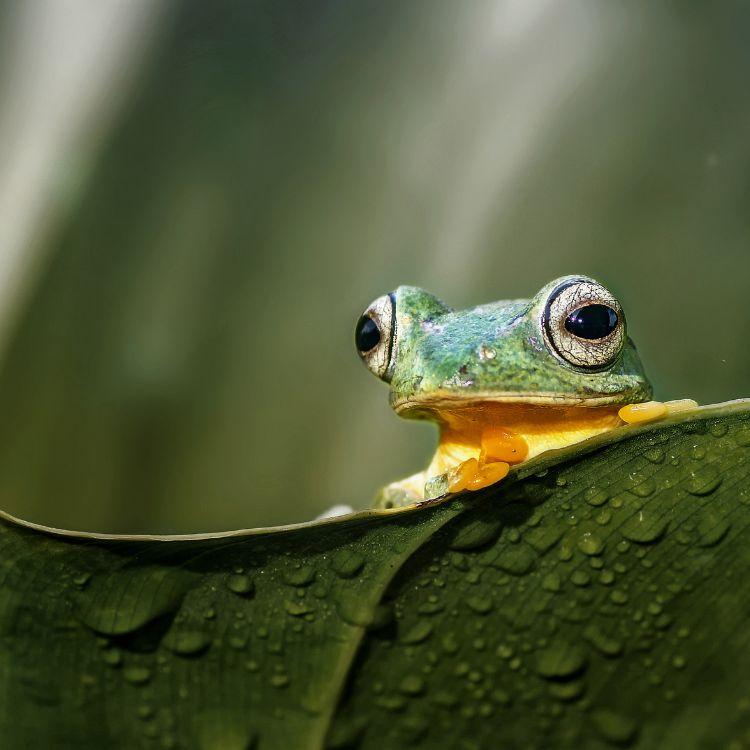 Wildlife Holidays in Borneo