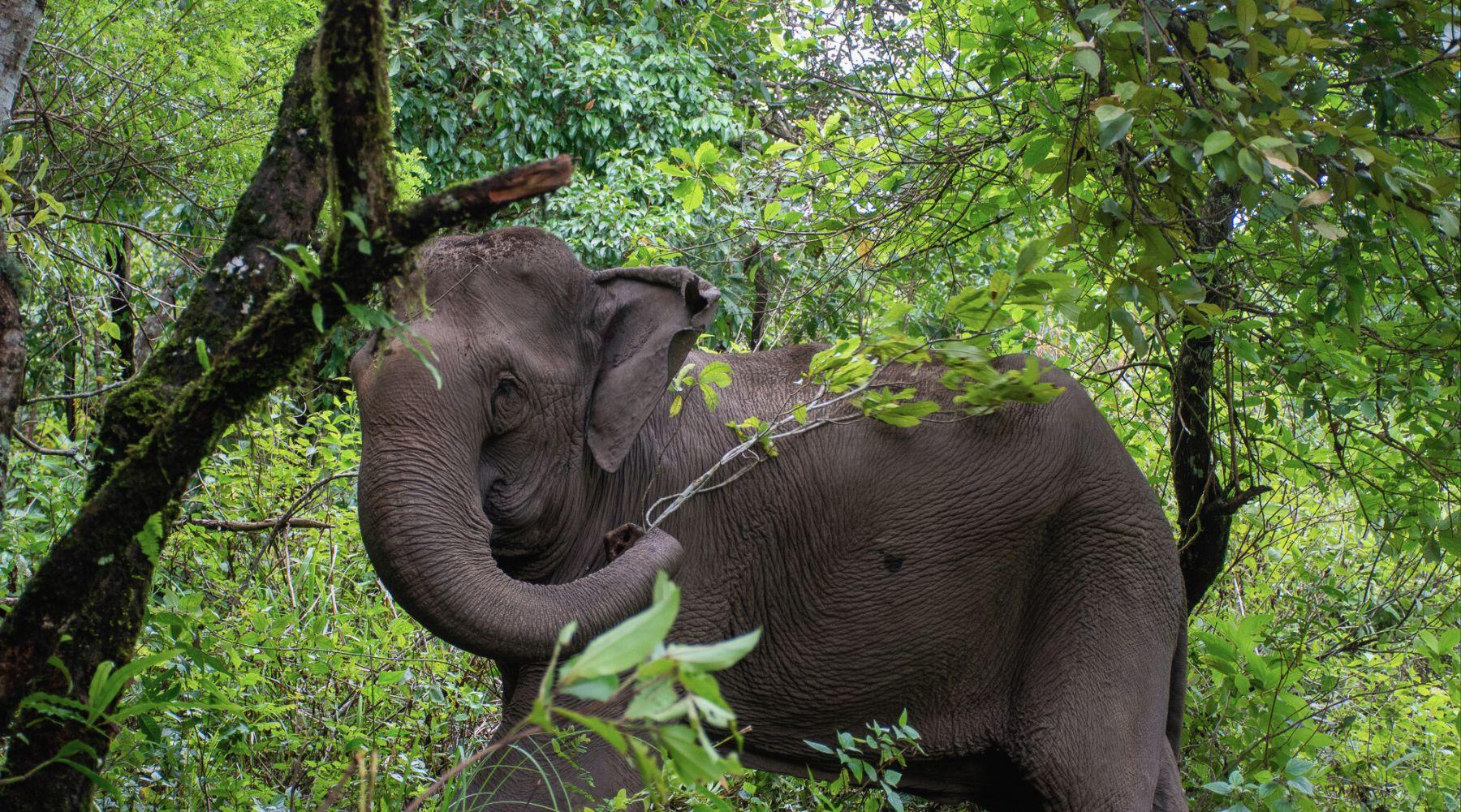 Elephant Encounters in Thailand 