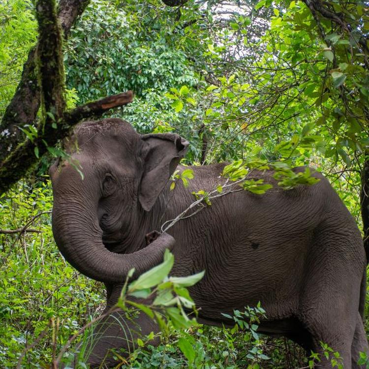 Elephant Encounters in Thailand 