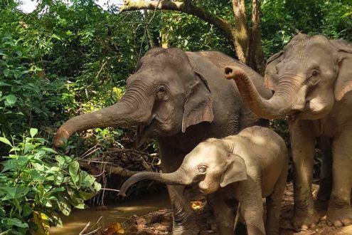 Manadalo Elephant Sanctuary