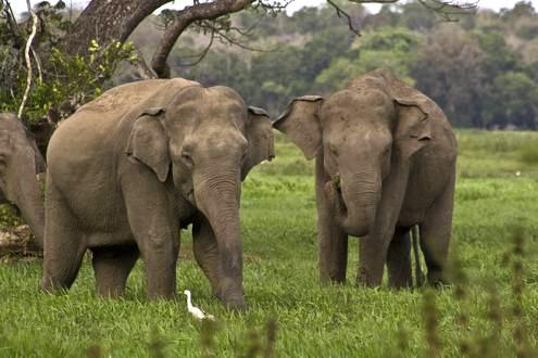 Lahugala National Park