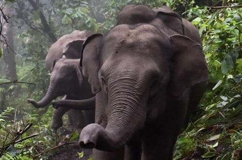 Elephants & Mahouts Experience