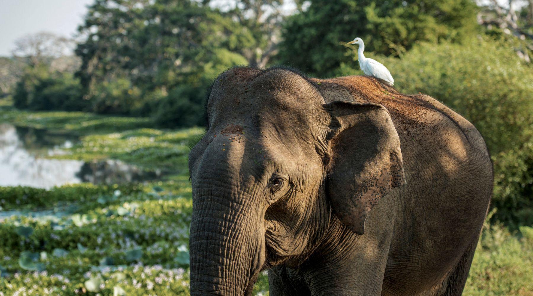Nature & Wildlife Explorer