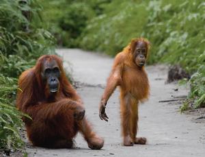 Malaysia and Borneo