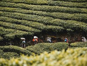 UNDISCOVERED NORTHERN KERALA